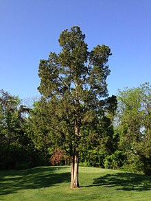 Eastern Red Cedar Image